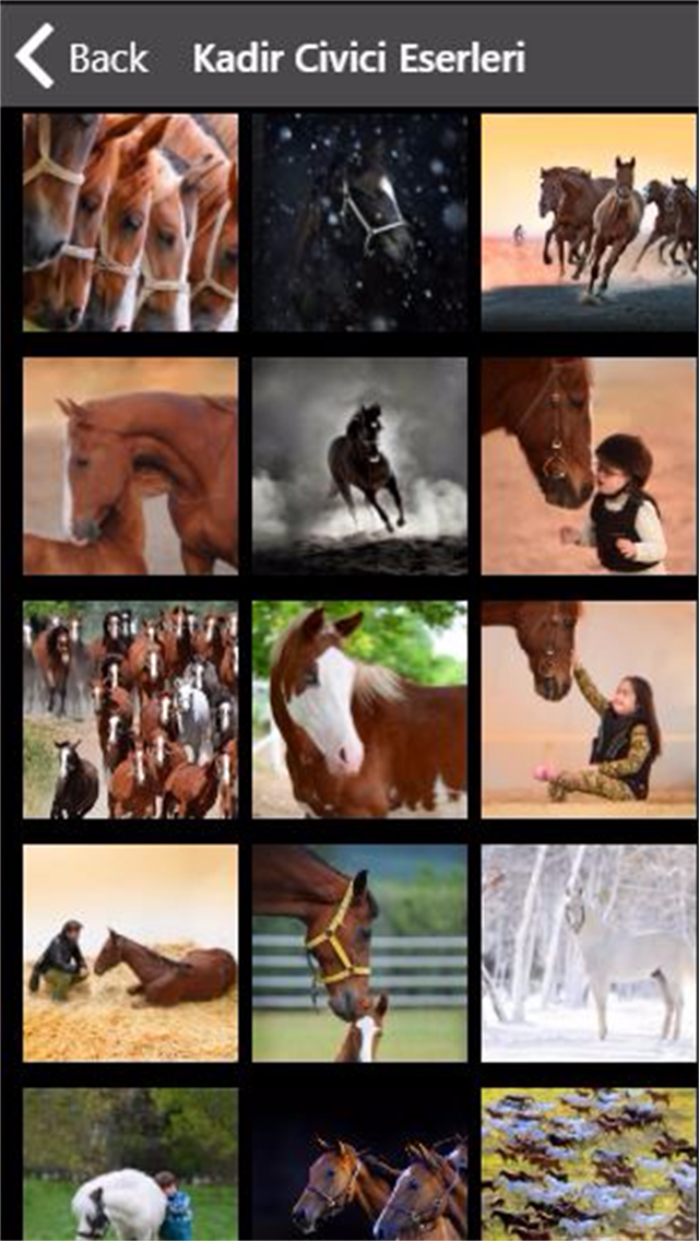 Horse Photos