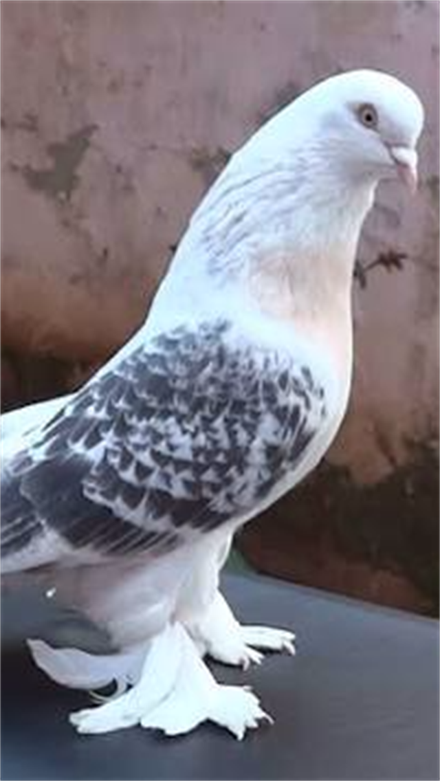 Güvercin Sevdası
