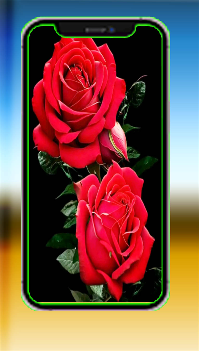Rose Wallpaper HD Stunning